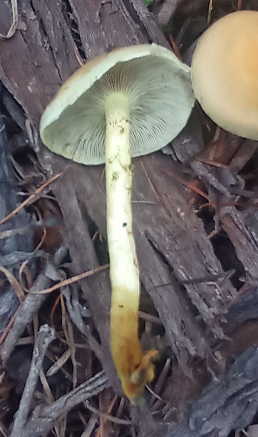 Hypholoma fasciculare